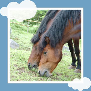 和種馬＋ポニー馬の貸出し